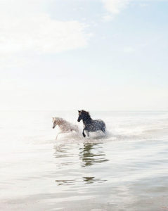 Horses Running on the Beach