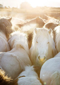 Pack of White Horses